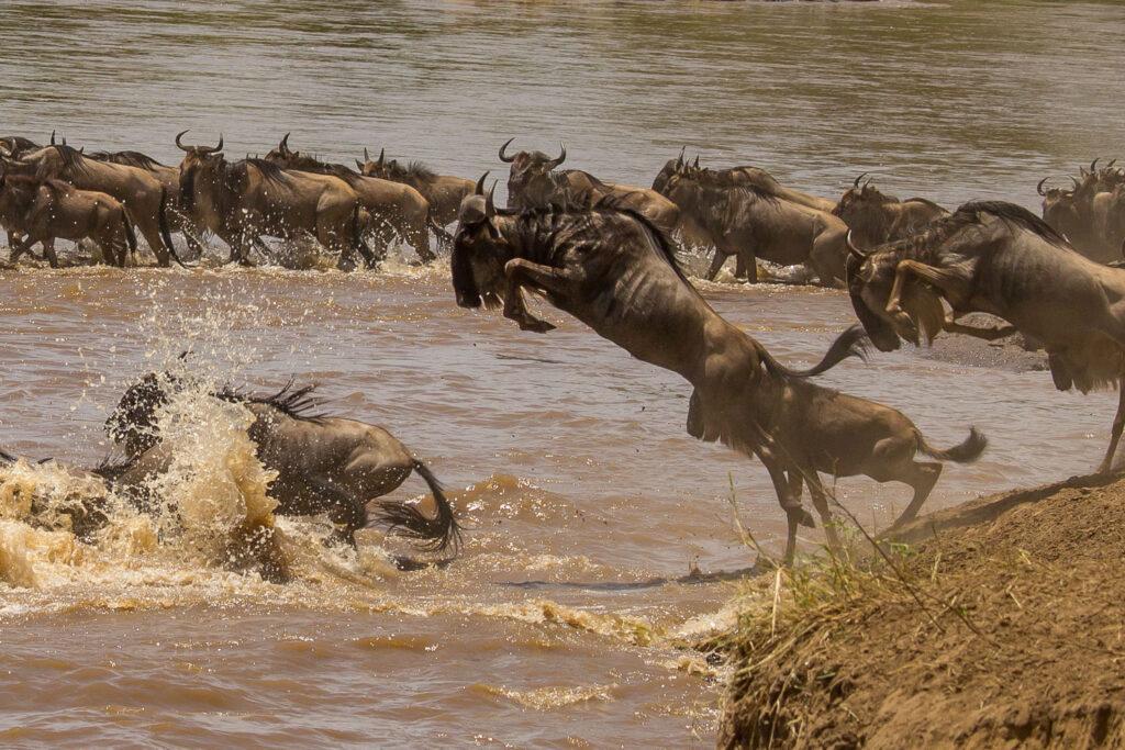 Great Migration Safaris