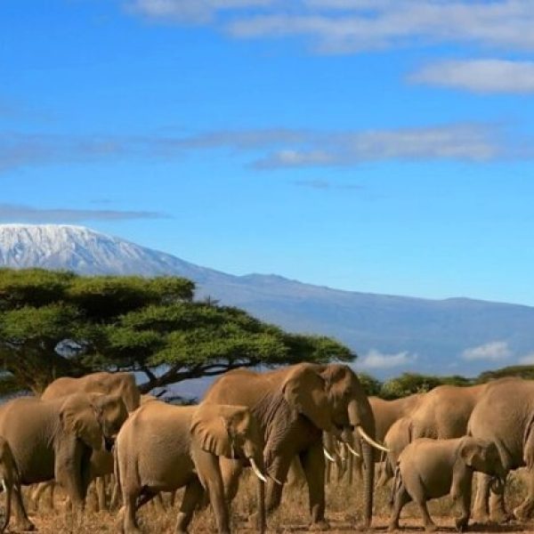 Kilimanjaro-climb