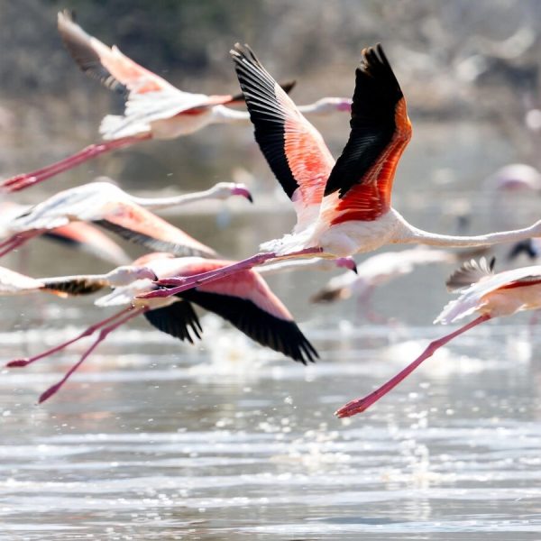 Lake Manyara_NP_flamingos