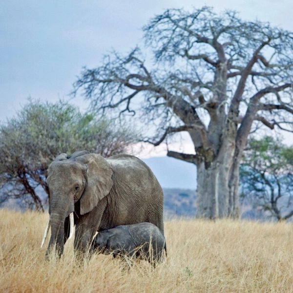 Tarangire National Park